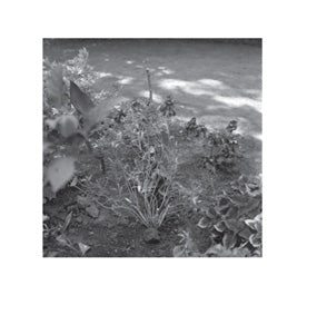 サム・プレコップ 『PHOTOGRAPHS』